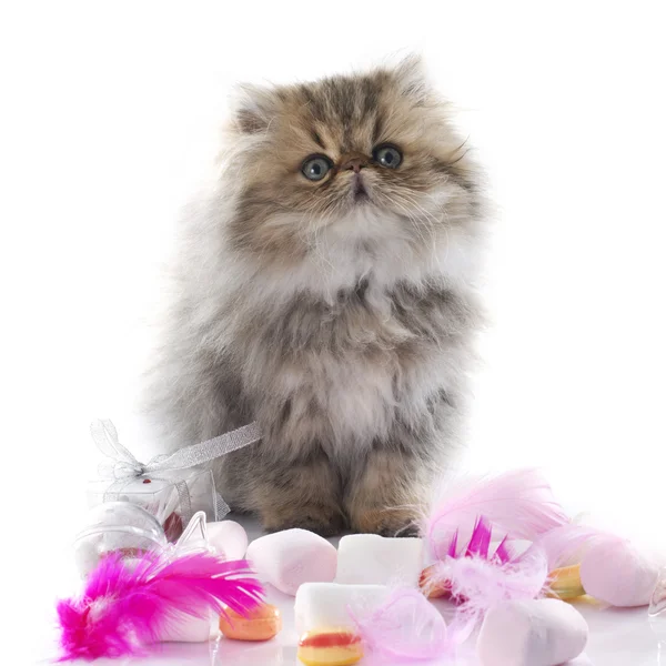 Cute persian kitten — Stock Photo, Image