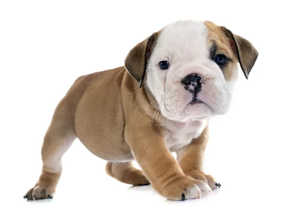 Puppy english bulldog — Stock Photo, Image