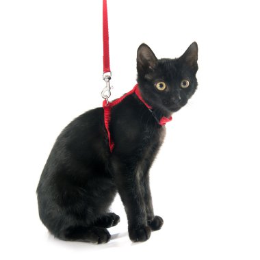 siyah yavru kedi ve koşum takımı