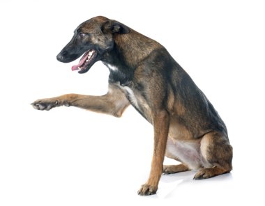 Belçika çoban köpeği