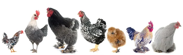 Hühnergruppe — Stockfoto