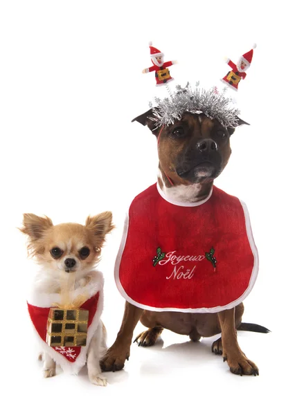 Gekleideter Staffordshire Bullterrier und Chihuahua — Stockfoto