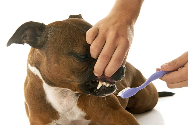 Staffordshire bull terrier a zubní kartáček — Stock fotografie