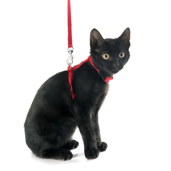 Siyah yavru kedi ve koşum takımı — Stok fotoğraf