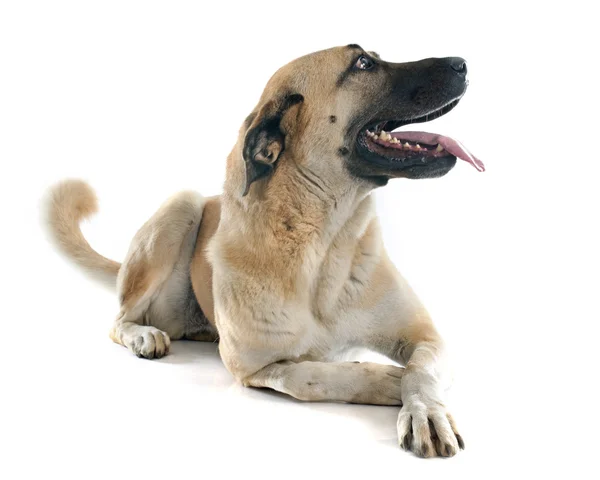 Anatoliska shepherd dog — Stockfoto