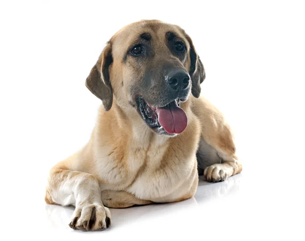 Anatoliska shepherd dog — Stockfoto