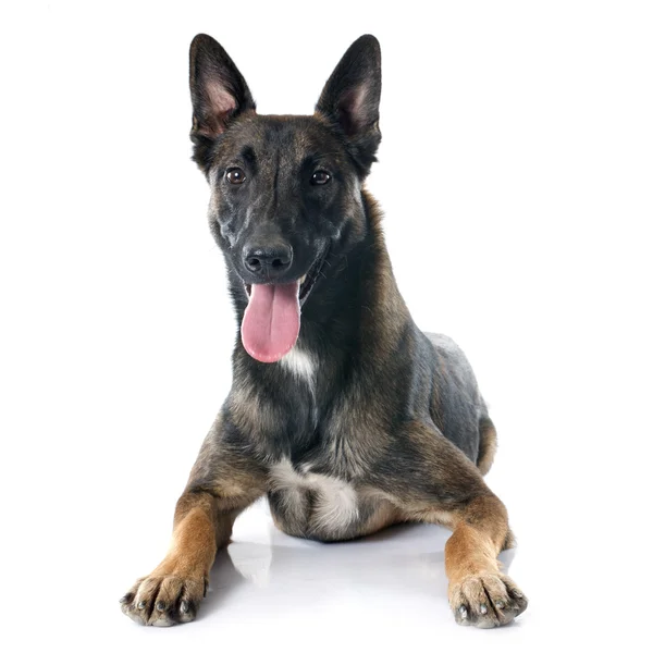 Belgian shepherd dog — Stock Photo, Image