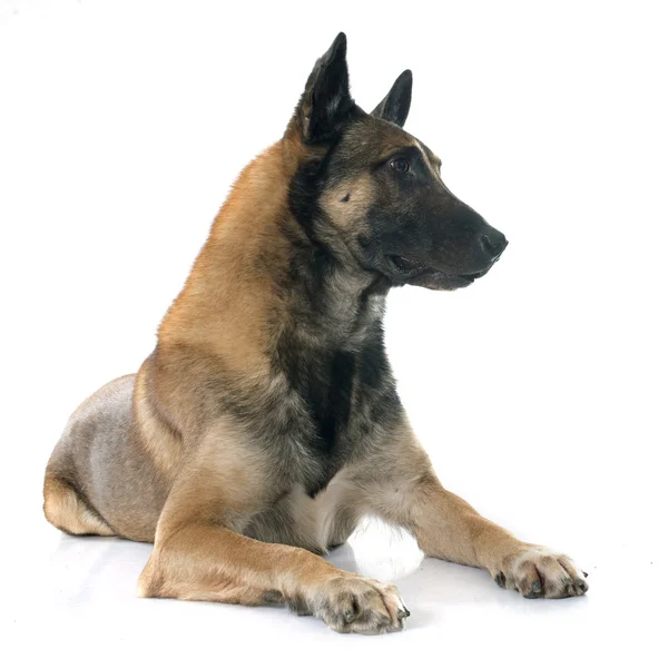 Belgian shepherd dog — Stock Photo, Image