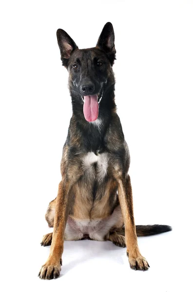 Belgian shepherd dog — Stock Photo, Image