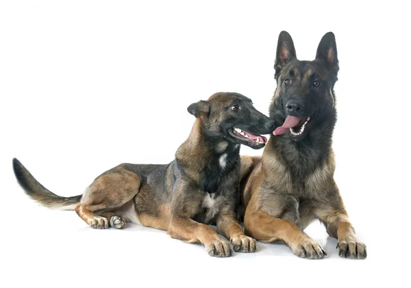 Belgische herder honden — Stockfoto