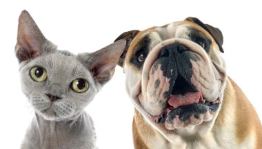 İngilizce bulldog ve devon rex