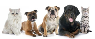 Kediler ve Köpekler