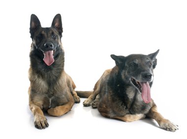 Belçika çoban köpekleri