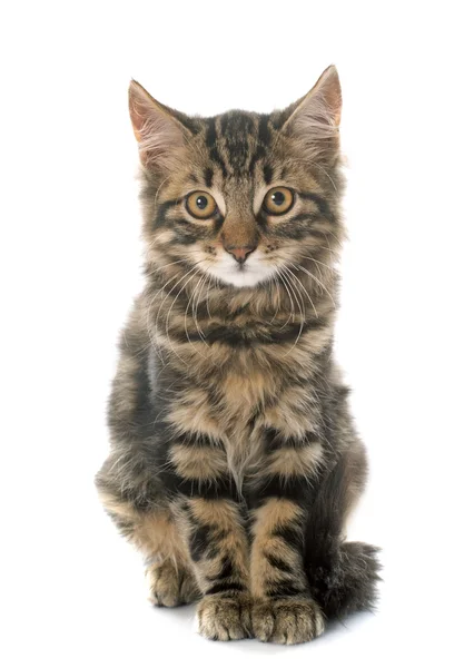 Un gattino tabby — Foto Stock