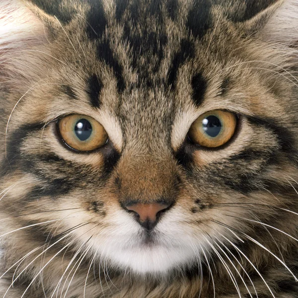 En tabby kattunge — Stockfoto