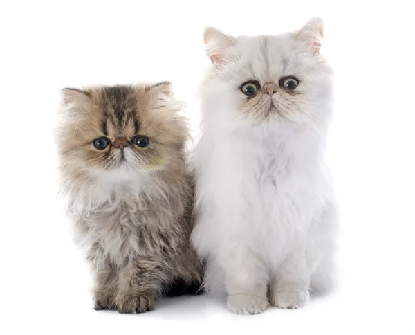 Два персидских котенка — стоковое фото
