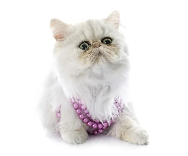 Un gattino persiano — Foto Stock