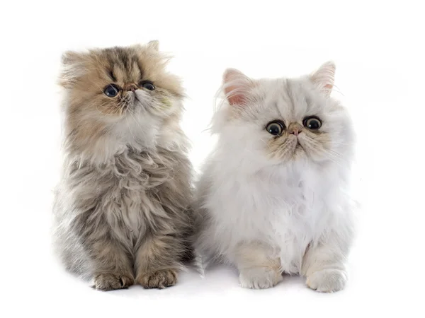 Twee Perzische kitten — Stockfoto