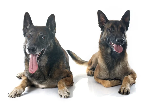 Cães pastores belgas — Fotografia de Stock