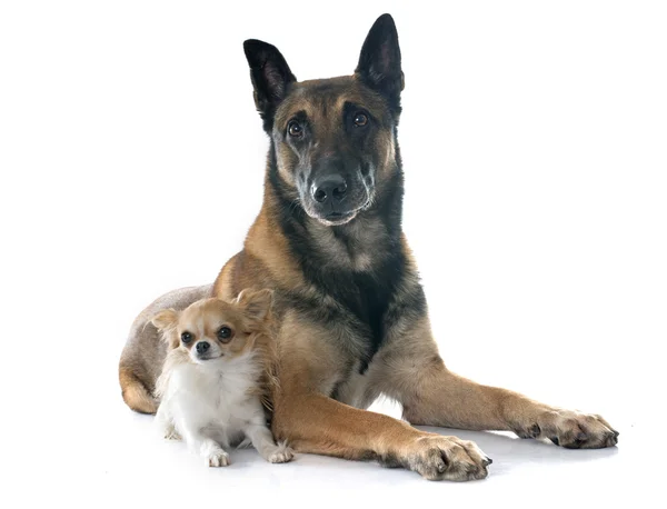 Belgische herder en een chihuahua — Stockfoto