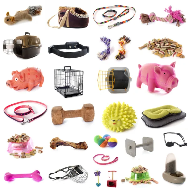 Grupo de accesorios para mascotas — Foto de Stock