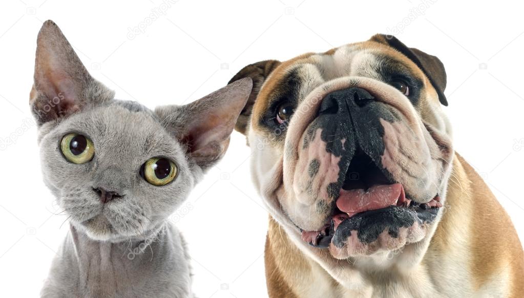 English Bulldog And Devon Rex Stock Photo By C Cynoclub 88923126