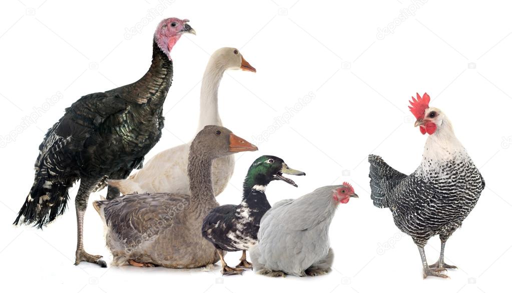 group of poultry