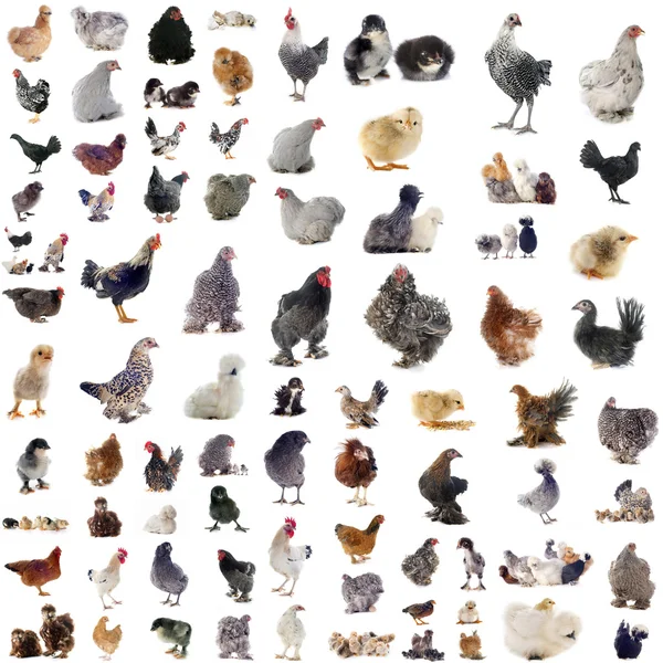 Groupe de poulets — Photo