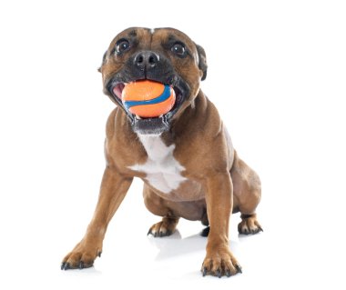 Stafforshire boğa korkunç