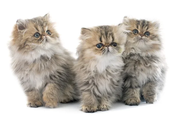 3 페르시아 고양이 — 스톡 사진