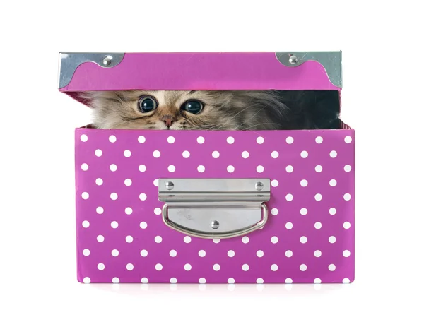 Персидский котенок в коробке — стоковое фото
