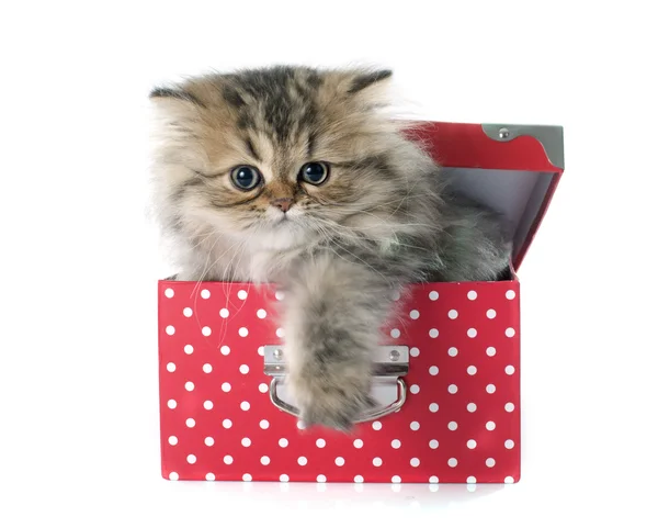 Persian kitten in box — Stock Photo, Image