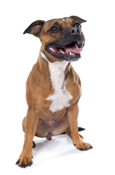 Stafforshire taureau terrier — Photo