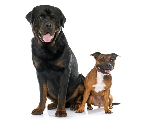 Rottweiler ve staffie resmi — Stok fotoğraf