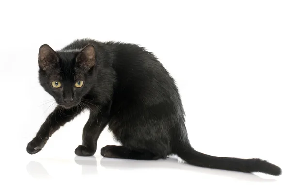 Gatito negro joven —  Fotos de Stock