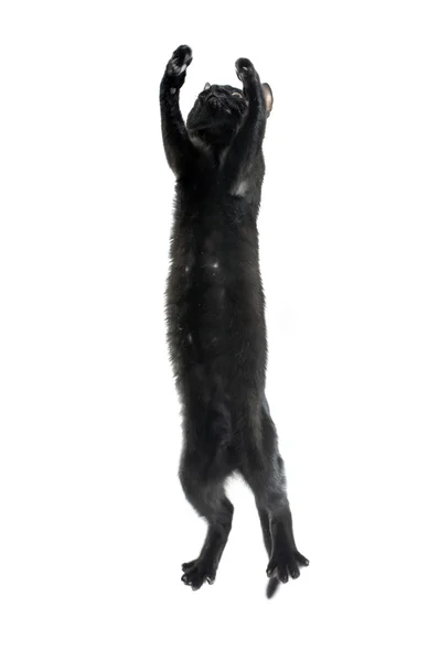 Молодой чёрный котёнок — стоковое фото
