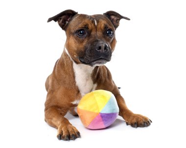 Stafforshire boğa korkunç