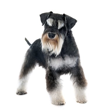 Yetişkin minyatür schnauzer