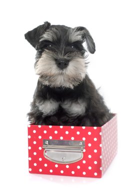 Köpek yavrusu minyatür schnauzer