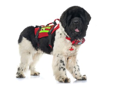 Newfoundland köpek kurtarma