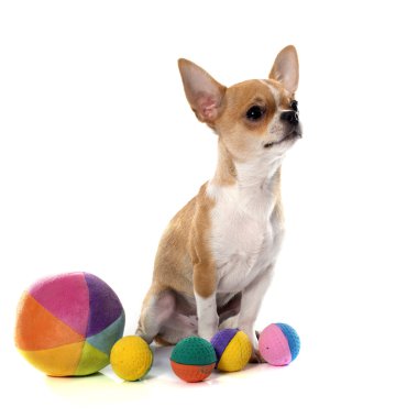 Genç köpek yavrusu chihuahua