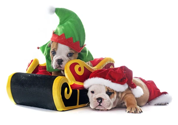 Christmas puppy english bulldog — Stock Photo, Image