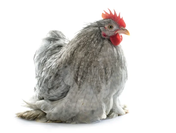 Grey Pekin rooster — Stock Photo, Image