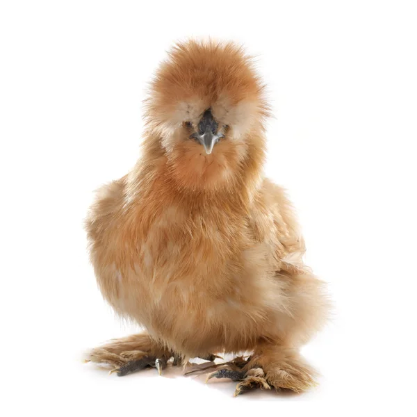 Brown silkie chicken — Stock Photo, Image