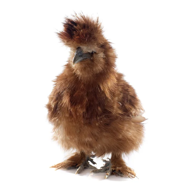 Brown silkie chicken — Stock Photo, Image