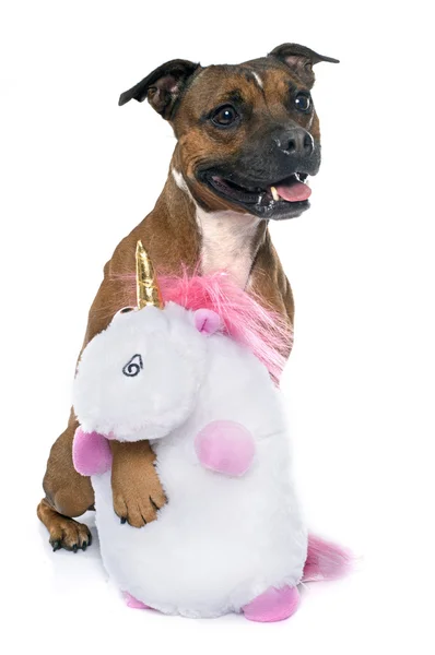 Stafforshire Bullterrier — Stockfoto