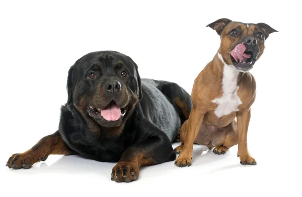 Stafforshire boğa korkunç ve rottweiler — Stok fotoğraf