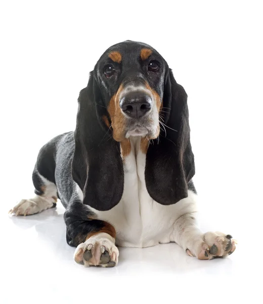 Unga Basset Hound — Stockfoto