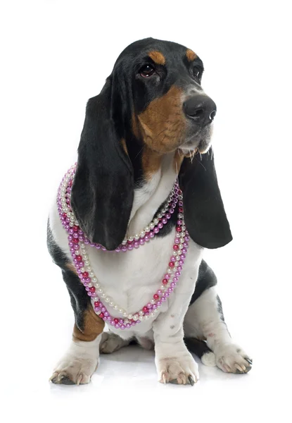 Młody Basset Hound — Zdjęcie stockowe