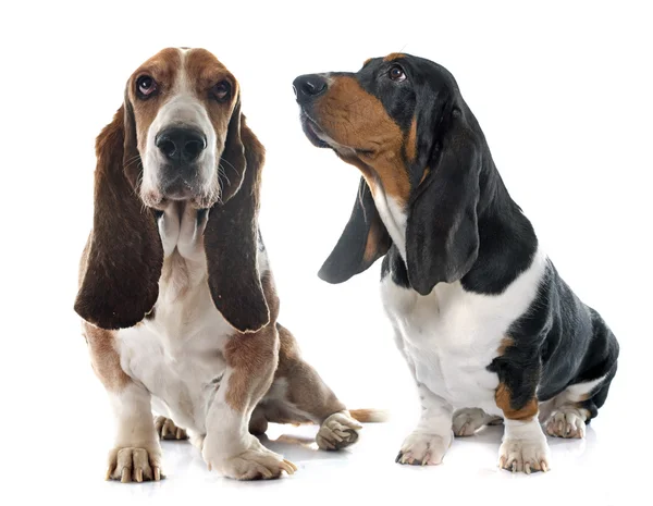 Üst düzey ve genç Basset Hound — Stok fotoğraf